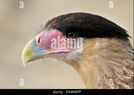 Portrait von einem südlichen Crested Karakara (Caracara Plancus), Nahaufnahme, Seitenansicht. Stockfoto