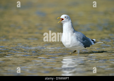 Gemeine oder Mew Gull (Larus canus) im Fluss stehend. Stockfoto
