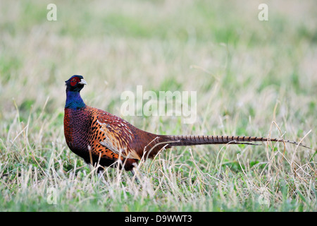 Gemeinsamen Fasan (Phasianus Colchius) Gras gehen. Stockfoto