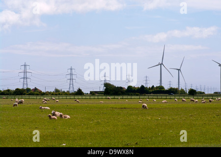 Schafbeweidung auf Romney Marsh Kent UK Stockfoto