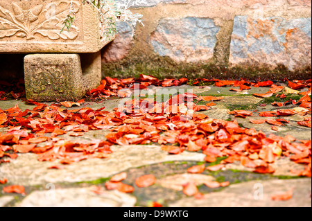 Herbstlaub auf eine Gartenterrasse. Schuss mit einer engen Schärfentiefe im warmen Abendlicht. Stockfoto