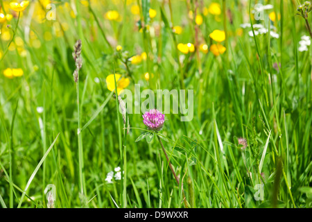 Nahaufnahme von Rotklee (trifolium pratense) und gelben Butterblumen, die im Sommer in einem Wiesenfeld wachsen England Vereinigtes Königreich Großbritannien Stockfoto