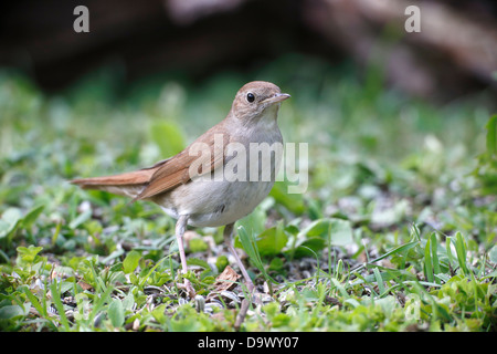 Nachtigall, Luscinia Megarhynchos, einziger Vogel am Boden, Bulgarien, Mai 2013 Stockfoto