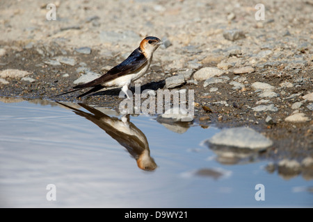 Rot-rumped Schwalbe Hirundo Daurica, einziger Vogel sammeln Schlamm, Bulgarien, Mai 2013 Stockfoto