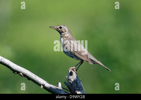 Singdrossel, Turdus Philomelos, einziger Vogel auf Zweig, Bulgarien, Mai 2013 Stockfoto