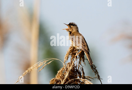 Rohrsänger, Acrocephalus Scirpaceus, einziger Vogel auf Reed singt, Bulgarien, Mai 2013 Stockfoto