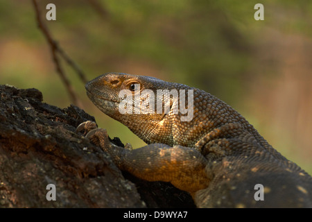 Weiße-throated Monitor (Varanus Albigularis Albigularis), Krüger Nationalpark, Südafrika Stockfoto