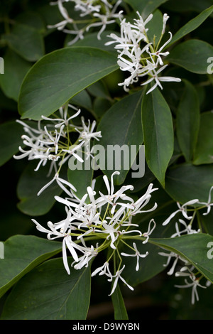 Chionanthus Retusus Fringe Baum Stockfoto