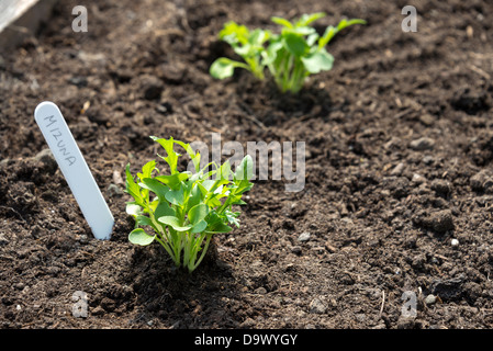 Mizuna Sämlinge (Brassica Rapa Nipposinica). Sheffield, South Yorkshire, England. Stockfoto