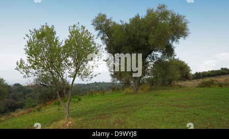 Die seltsamen Formen der Olivenbäume, Kalabrien, Italien Stockfoto