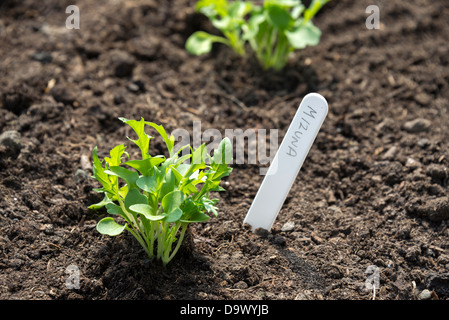 Mizuna Sämlinge (Brassica Rapa Nipposinica). Sheffield, South Yorkshire, England. Stockfoto