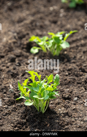 Mizuna Sämlinge (Brassica Rapa Nipposinica). Sheffield, South Yorkshire, England. Stockfoto