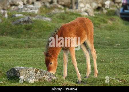 Dartmoor Pony Fohlen, in der Nähe von Widecombe, Dartmoor, England Stockfoto