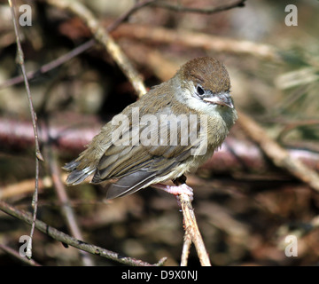 Juvenile Europäische Mönchsgrasmücke (Sylvia Atricapilla) posiert auf einem Ast Stockfoto