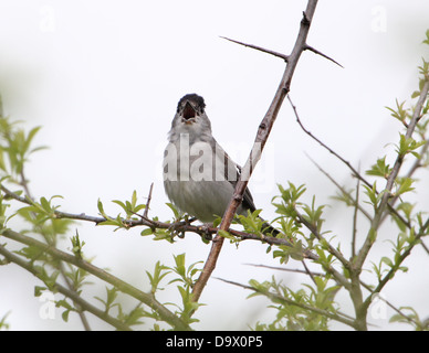 Männlichen europäischen Mönchsgrasmücke (Sylvia Atricapilla) posiert auf einem Ast und Gesang Stockfoto