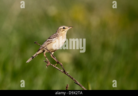 Tawny Pieper, Anthus Campestris, einziger Vogel auf Zweig, Bulgarien, Mai 2013 Stockfoto