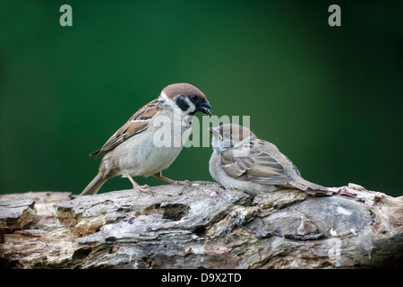 Baum-Spatz, Passer Montanus, einzelnes Männchen füttern junger auf Ast, Bulgarien, Mai 2013 Stockfoto