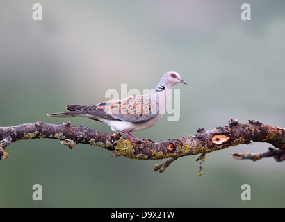 Turteltaube, Streptopelia Turtur, einziger Vogel auf Zweig, Bulgarien, Mai 2013 Stockfoto