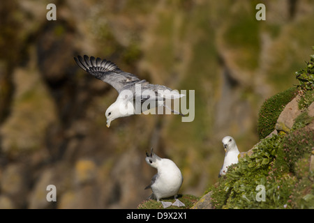 Fliegende nördlichen Fulmar Stockfoto