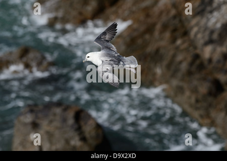 Northern Fulmar über felsigen Seacliffs fliegen Stockfoto