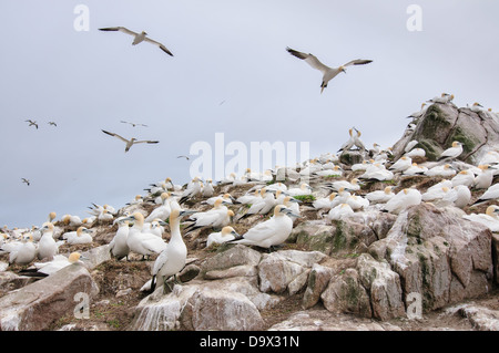 Tölpel fliegen über eine Kolonie auf Saltee Insel, Irland Stockfoto