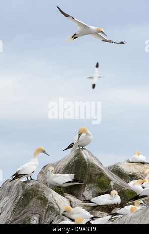 Tölpel fliegen über eine Kolonie auf Saltee Insel, Irland Stockfoto