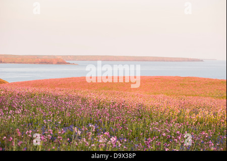 Red Campion, Silene Dioica, in der Abenddämmerung, Skomer, South Pembrokeshire, Wales, Vereinigtes Königreich Stockfoto