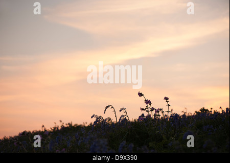 Red Campion, Silene Dioica, und englischen Bluebells, Hyacinthoides non Scripta, in der Dämmerung Stockfoto