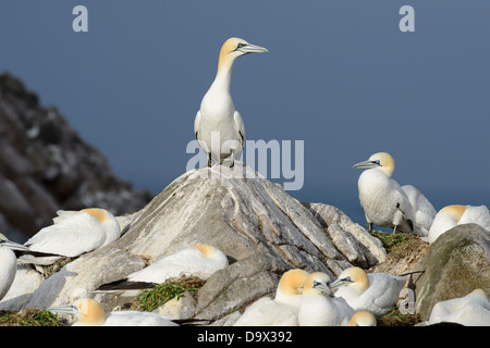Basstölpel auf einem Felsen in einem gannetry Stockfoto