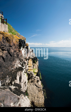 Der Landepunkt in North Haven auf Skomer, South Pembrokeshire, Wales, Vereinigtes Königreich Stockfoto