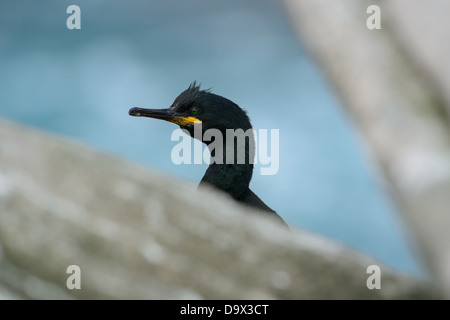 Europäische Shag (Phalacrocorax aristotelis Stockfoto