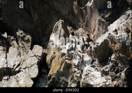 Trottellummen, Uria Aalge Skomer, South Pembrokeshire, Wales, Vereinigtes Königreich Stockfoto