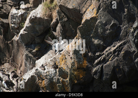 Trottellummen Paarung, Uria Aalge, Skomer, South Pembrokeshire, Wales, Vereinigtes Königreich Stockfoto