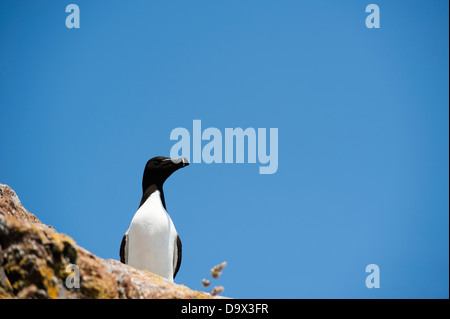 Tordalk, Alca Torda auf Skomer, South Pembrokeshire, Wales, Vereinigtes Königreich Stockfoto