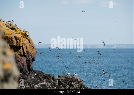 Massen der Papageientaucher im Flug, Fratercula Arctica, mit Guillemots, Uria Aalge Skomer, South Pembrokeshire, Wales, Vereinigtes Königreich Stockfoto