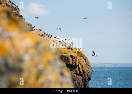 Massen der Papageientaucher im Flug, Fratercula Arctica, Skomer, South Pembrokeshire, Wales, Vereinigtes Königreich Stockfoto