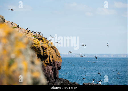 Massen der Papageientaucher im Flug, Fratercula Arctica, mit Guillemots, Uria Aalge Skomer, South Pembrokeshire, Wales, Vereinigtes Königreich Stockfoto