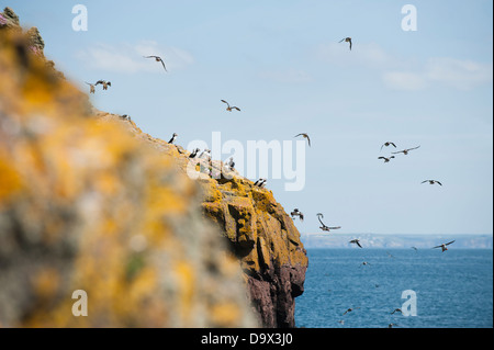 Massen der Papageientaucher im Flug, Fratercula Arctica, Skomer, South Pembrokeshire, Wales, Vereinigtes Königreich Stockfoto