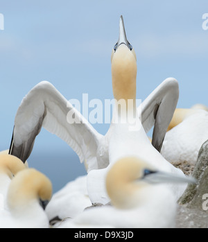 Anzeigen paar Basstölpel. Sehen Sie sich die Augen der bekränzte Vogel auf beiden Seiten von den Schnabel des Vogels vor ihm. Stockfoto