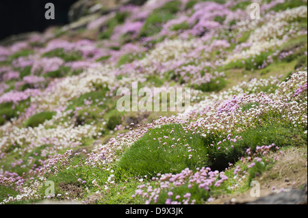 Massen von Meer Sparsamkeit, Armeria Maritima und Meer Campion, Silene Uniflora, in der Nähe von Mew Stein, Skomer, South Pembrokeshire, Wales Stockfoto