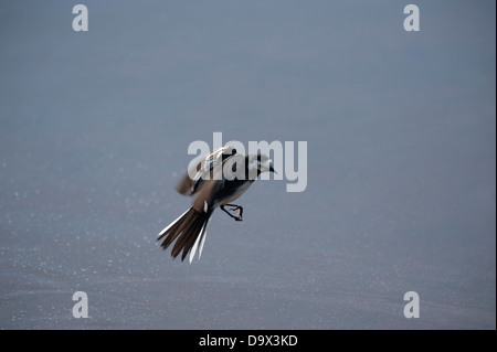 Bachstelze im Flug, pied Motacilla Alba Yarrellii, Skomer, South Pembrokeshire, Wales, Vereinigtes Königreich Stockfoto