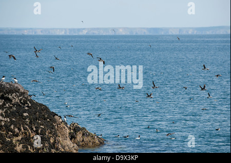 Massen der Papageientaucher im Flug, Fratercula Arctica, mit Guillemots, Uria Aalge Skomer, South Pembrokeshire, Wales, Vereinigtes Königreich Stockfoto