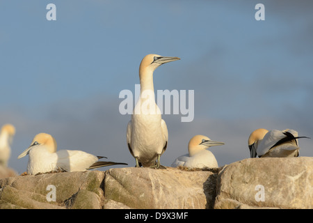 Basstölpel im weichen warmen Abendlicht Stockfoto