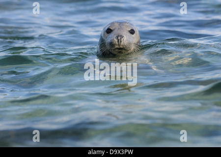 Kegelrobben schwimmen Stockfoto