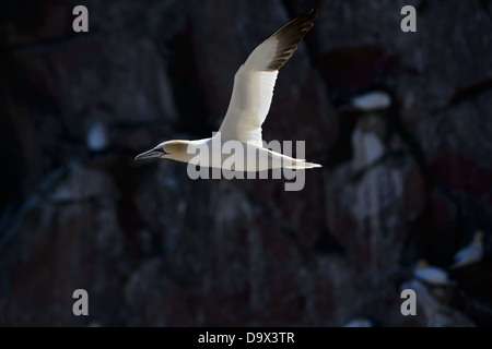 Basstölpel im Gegenlicht vor einem dunklen Hintergrund fliegen Stockfoto
