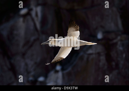 Basstölpel im Gegenlicht vor einem dunklen Hintergrund fliegen Stockfoto
