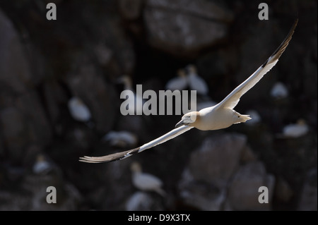 Basstölpel im Gegenlicht vor einem dunklen Hintergrund fliegen Stockfoto