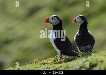 Paar der Papageientaucher im Frühjahr auf Skomer Island, Wales Stockfoto