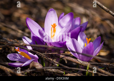 Lila Krokus Blume auf der Frühlingswiese Stockfoto
