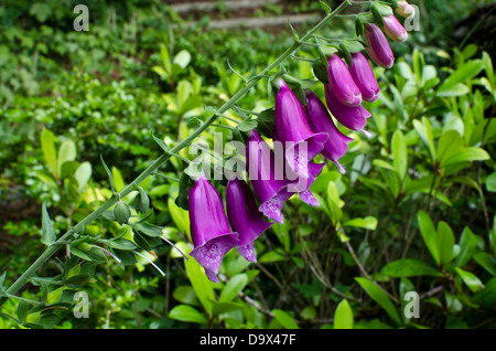 Nahaufnahme einer lebendigen lila Fingerhut Blume, Digitalis Purpurea, eine mehrjährige Pflanze wächst in der Nähe von Vancouver Kanada. Stockfoto